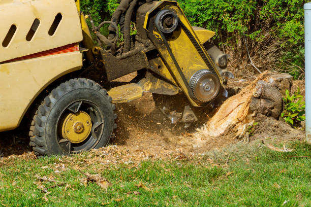 The Steps Involved in Our Tree Care Process in Victory Lakes, NJ